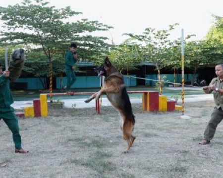 Top 5 giống chó nghiệp vụ được chọn nhiều nhất tại Việt Nam