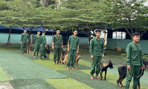 Trường huấn luyện chó chuyên nghiệp số 1 tại Tphcm